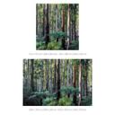 Fototapeta las eukaliptusowy w Yarra Ranges - Colombo