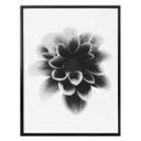 Plakat - Grønkjær - Dahlia