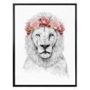 Plakat - Solti - Festival Lion