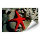 Poster autocollant - W - NG Étoile de Mer Rouge