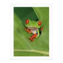 Póster Rana arborícola en la selva tropical - van Duijn