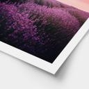 Póster Campos de lavanda púrpura al atardecer - Cevik