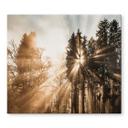 Kogeplade med lysstråler i skoven | naturmotiv til køkkenet - Eisenmann