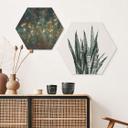 Hexagon Dibond Plante - Sisi & Seb