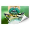 Zelfklevende Poster Sabol - Morning Dew