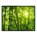Poster - Rayon de soleil dans la forêt de bambous