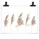 Plakat - Reed Grass