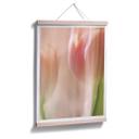 Plakat - Sky tulipaner