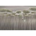 Natuur Fotobehang lotusbloemen met zwaan in het water in grijs - Ms Tiff
