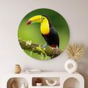 Tableau sur alu-Dibond rond van Duijn - Tukan du pêcheur au Costa Rica