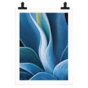 Póster Wechsler - Plantas Naturaleza muerta Agave