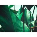 non-woven tapet Designwalls i grønt og sort non-woven tapet Leaf Stalks palm trees jungle