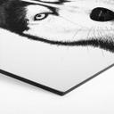 Sekskantet vægmaleri Siberian husky - hundeportræt - Korenkova - aluminium dibond