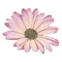 Sticker mural Marguerite - Rose