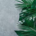 Nature PalmLeaves tapet i grågrøn - non-woven tapet Designwalls 2 - 2,55 x 3,5 m