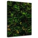 Canvasbillede, Grønne blade af eksotiske planter