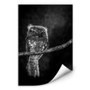 Zelfklevende Poster - Wilianto - Staring Owl