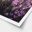 Póster Flor de brezo púrpura con luz cálida - Annie