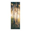 Póster de tela Sol en un bosque de abedules - Kado - Panorama