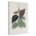 Lienzo ilustración hoja - Bignonia Argyro Violascea