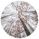 Papel pintado Copas de árboles con hojas rojas - Papel pintado Bosque redondo - Coman - Papel pintad