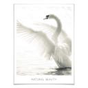Plakat - Majestætisk Svane - Natural Beauty