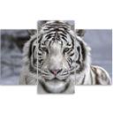 3 stykke lærredstryk Tiger Wild Animal sort og hvid