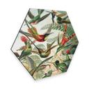 Hexagon Dibond Haeckel - Kolibries