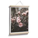 Plakat - Annie - Rose bush