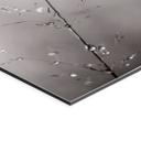Fototapet Græsstrå med dugdråber - Sillen – print på aluminium (Alu-Dibond)