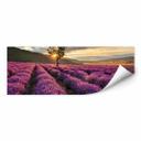 Zelfklevende Poster  Lavendel in de Provence
