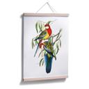 Póster de periquitos de colores