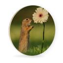 Cuadro de madera van Duijn - Gopher con gerbera - Redondo