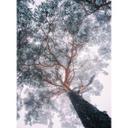 Fototapet - Krivec - Winter Tree Lines - 192x260 cm