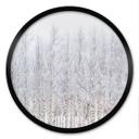 Póster Bosque de abedules en invierno - EMELIEmaria - Redondo