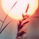 Natur fototapet græsser i lyset af den glødende sol - Treechild