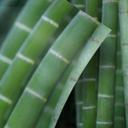 Vinilo adhesivo muebles, vinilo decorativo - lavable - Bamboo forest 02