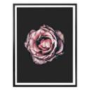 Póster Premium Flor Rosa Sueño 02