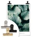 Plakat - Calathea Orbifolia