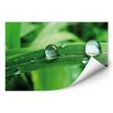 Poster autocollant - W - Nature 4
