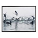 Póster gaviotas