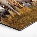 Hexagone - alu-Dibond Animaux africains