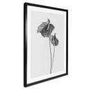 Póster Grønkjær - Anthurium blanco y negro