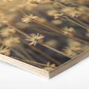 Hexagon Hout Mexican Daisy