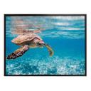 Póster tortuga viajera