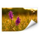 Zelfklevende Poster - Flowers in the Morning