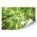 Zelfklevende Poster  Bomen in het Bos