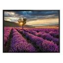Póster de la flor de lavanda en Provenza