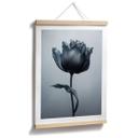 Póster tulipán aterciopelado en negro - Paksoylu