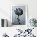 Póster tulipán aterciopelado en negro - Paksoylu